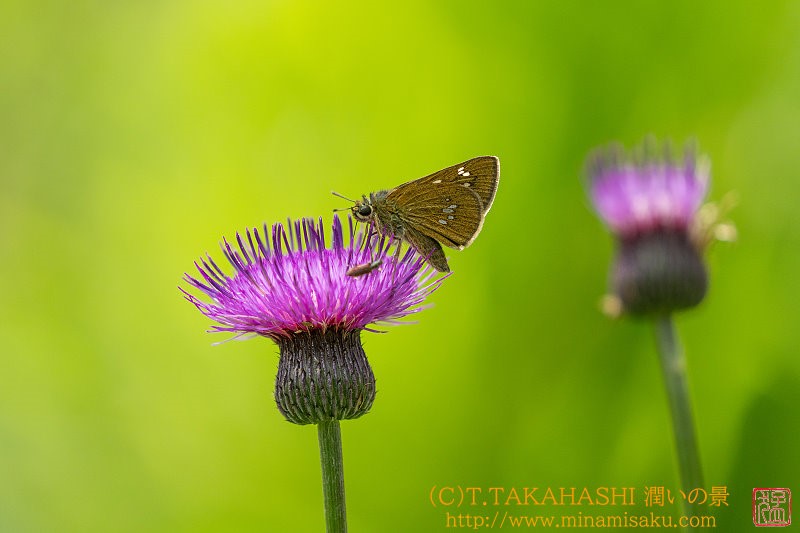 ../Images/7R240728 (74).jpg